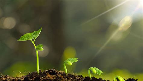 沼澤之花向陽而生第27節|向阳花向阳而生